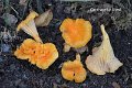 Cantharellus friesii-amf838